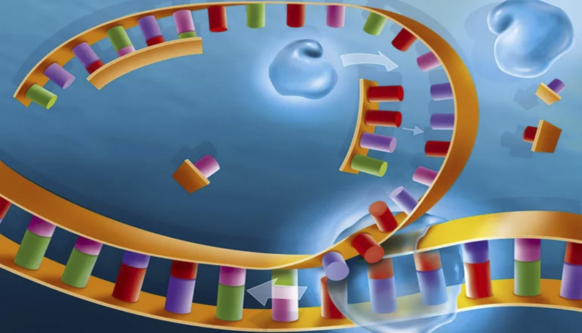 DNA Replication © UIG / Getty Images
