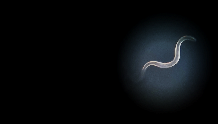 Caenorhabditis elegans © J. Zwirchmayr 